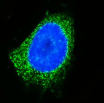 Anti-GOLGA3 Antibody