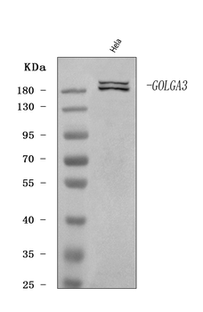 Anti-GOLGA3 Antibody