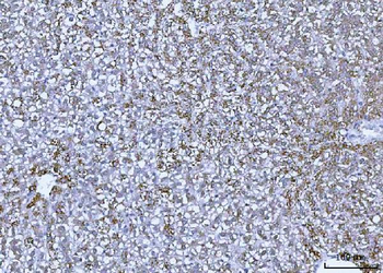 Anti-GLUD1/2 Antibody
