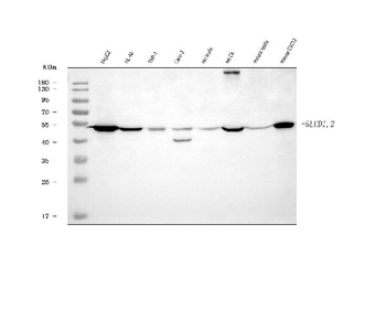 Anti-GLUD1/2 Antibody