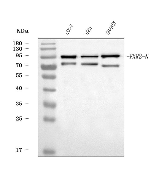 Anti-FXR2 Antibody