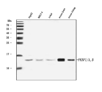Anti-FKBP1A/1B Antibody