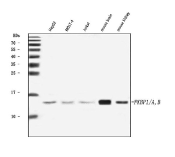 FKBP1A/1B Antibody