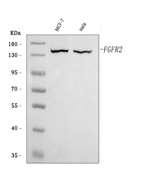 Anti-FGFR2 Antibody