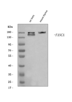 Anti-Fanca/FAA Antibody
