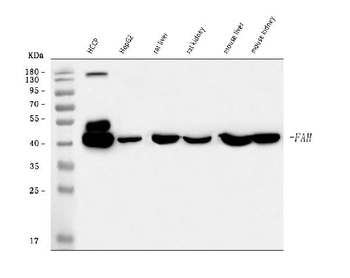 Anti-FAA/FAH Antibody