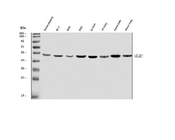 Anti-ELK1 Antibody