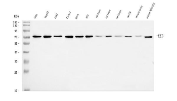 Anti-EED Antibody