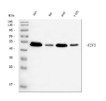 Anti-E2F5 Antibody