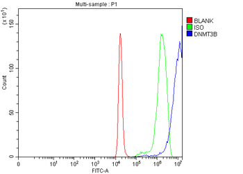 DNMT3B Rabbit Polyclonal Antibody
