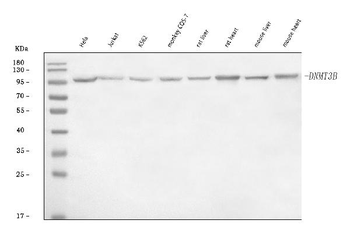 Anti-DNMT3B Antibody