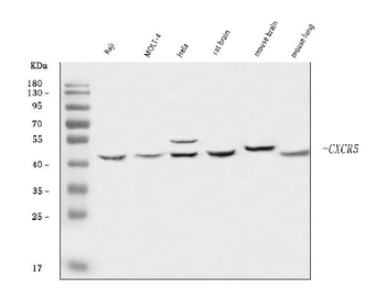 Anti-CXCR5 Antibody