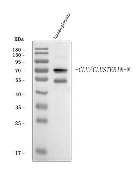Clusterin/CLU Antibody