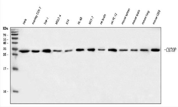 C1orf77/FOP/CHTOP Antibody