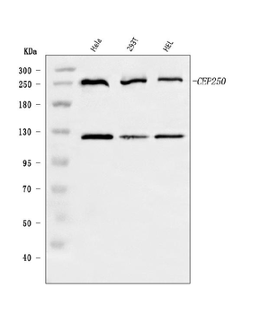 Anti-CEP250 Antibody