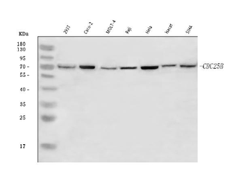 Anti-CDC25B Antibody