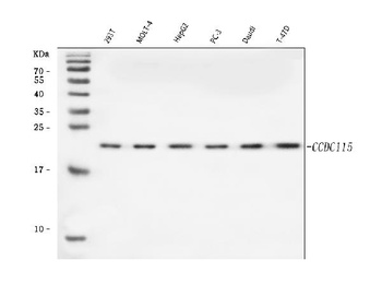 CCDC115 Antibody