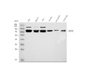 BRD9 Rabbit Polyclonal Antibody