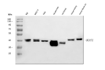 Anti-BCAT1 Antibody