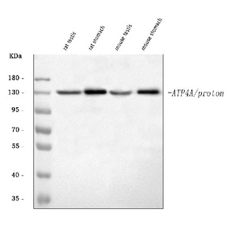 ATP4A Antibody