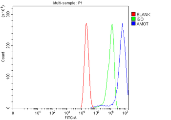 Angiomotin/AMOT Antibody