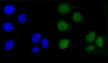 Anti-Angiomotin/AMOT Antibody