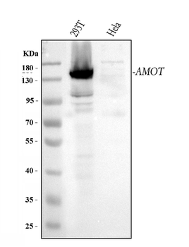 Anti-Angiomotin/AMOT Antibody