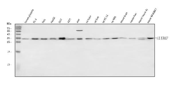 Anti-ALYREF Antibody