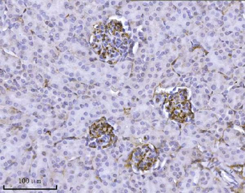 Anti-Integrin linked ILK Antibody (monoclonal, 3C7E1)
