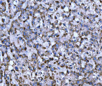 Anti-WDR1 Antibody (monoclonal, 5C11C8)