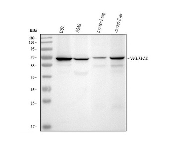 WDR1 Antibody (monoclonal, 5C11C8)