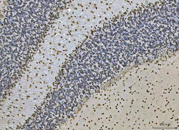 Anti-Ataxin 1 Antibody (monoclonal, 2B13G8)