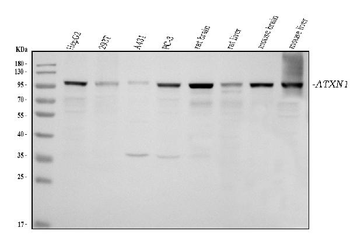 Anti-Ataxin 1 Antibody (monoclonal, 2B13G8)