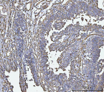 Anti-HLA-DR/HLA-DRA Antibody (monoclonal, 5B13F7)
