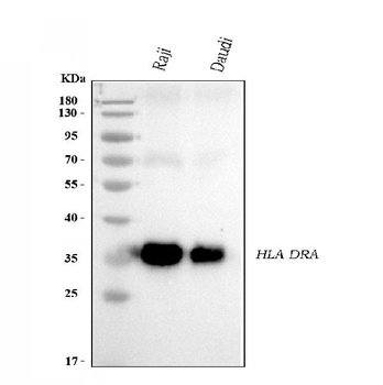 HLA-DR/HLA-DRA Antibody (monoclonal, 5B13F7)