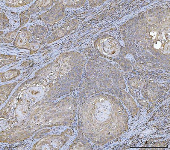 Anti-HLA-DR/HLA-DRA Antibody (monoclonal, 8I10H1)