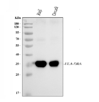 Anti-HLA-DR/HLA-DRA Antibody (monoclonal, 8I10H1)