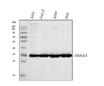 Annexin A3 Antibody (monoclonal, 2H3H8)