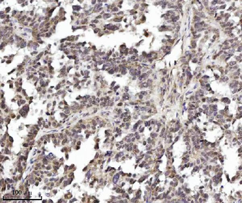 Anti-TRIM24 Antibody (monoclonal, 4G6C2)