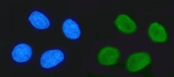 TRIM24 Antibody (monoclonal, 4G6C2)