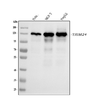 TRIM24 Antibody (monoclonal, 4G6C2)