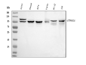 Anti-delta 1 Catenin/CAS/CTNND1 Antibody (monoclonal, 8G7E4)