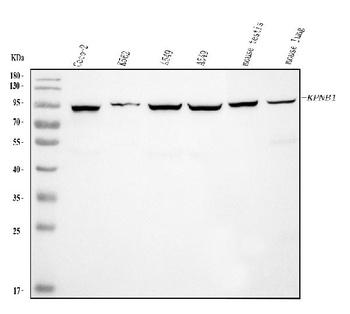 KPNB1 Antibody (monoclonal, 3I11F2)