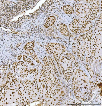 Anti-RCC1 Antibody (monoclonal, 6B11E7)