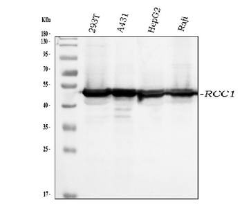 Anti-RCC1 Antibody (monoclonal, 6B11E7)