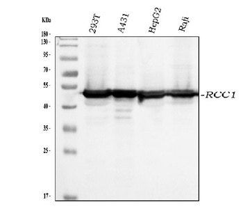 RCC1 Antibody (monoclonal, 6B11E7)