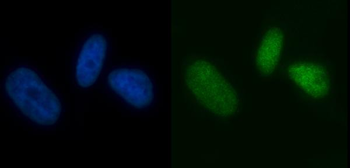 Anti-MCM7 Antibody (monoclonal, 3H11)