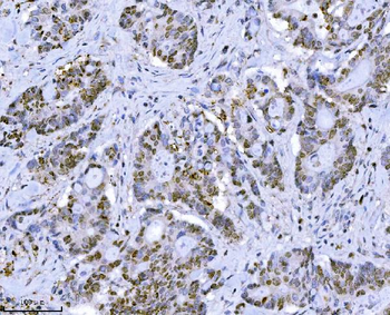 Anti-MCM7 Antibody (monoclonal, 3H11)