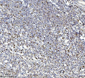 Anti-MCM7 Antibody (monoclonal, 3H11)