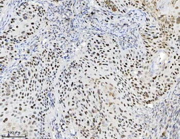 Anti-MCM7 Antibody (monoclonal, 3H11)